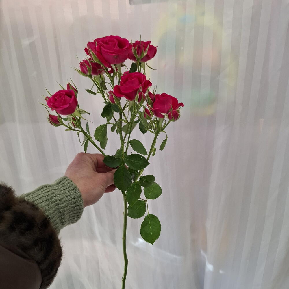 Роза  цикломеновая