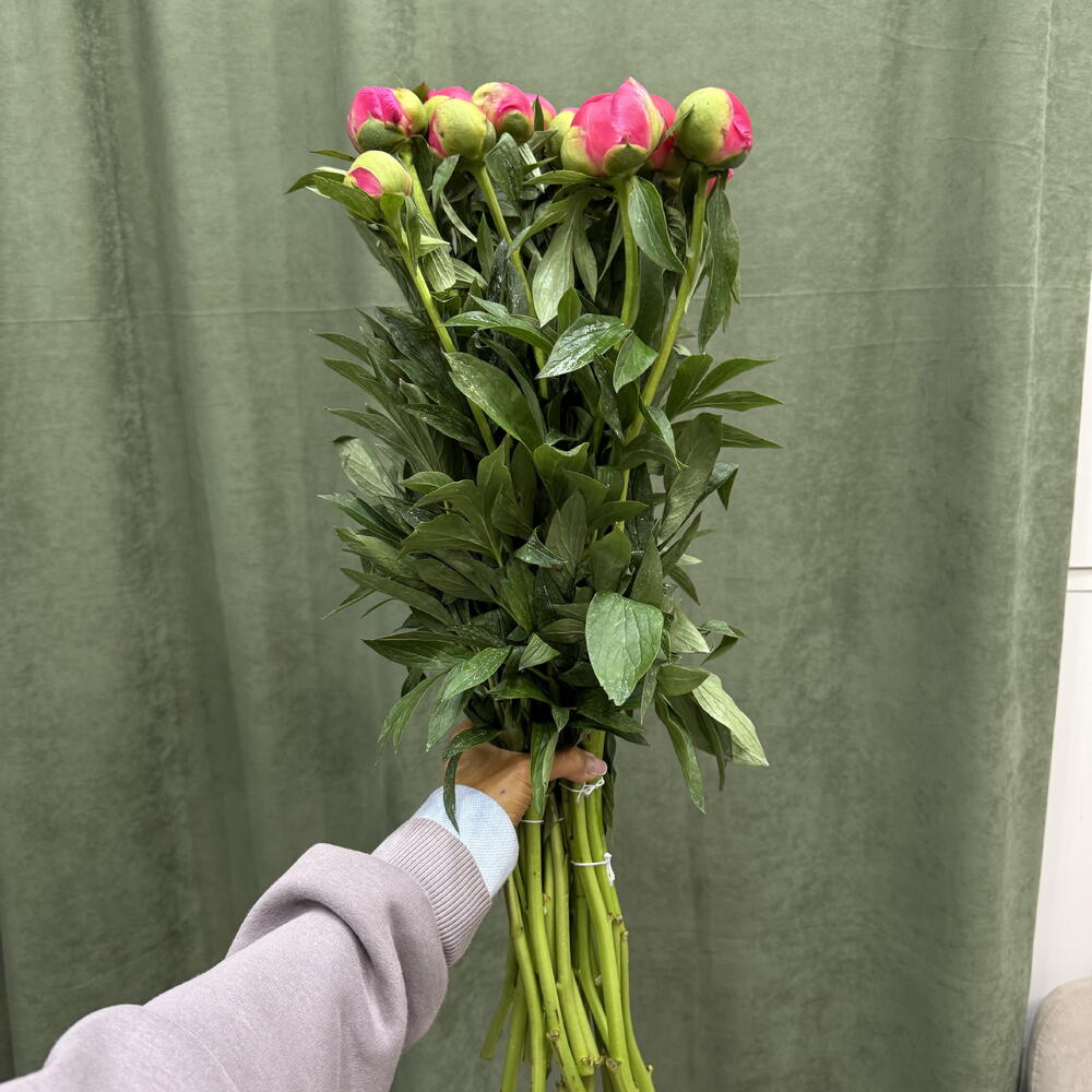 Пионы Pink / 20 шт