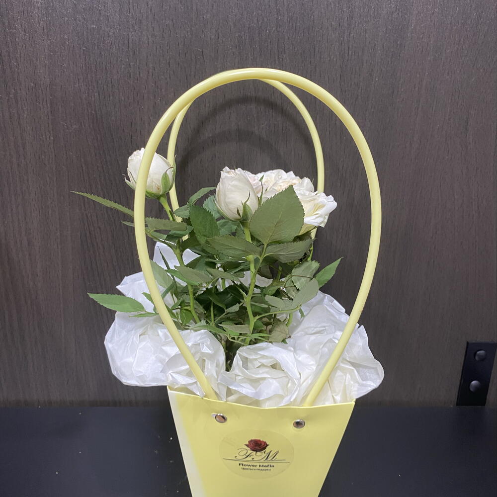 Роза Кордана Гранде белая