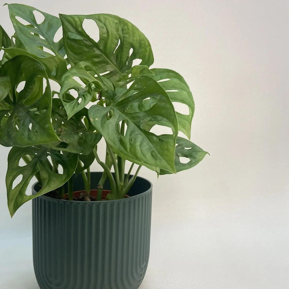 Монстера Манки / Monstera Monkey Mask