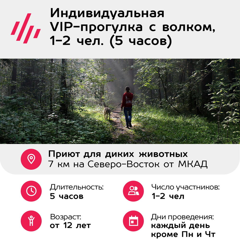 Подарочный сертификат Индивидуальная VIP-прогулка с волком, 1-2 чел. (5 часов) (Московская область)