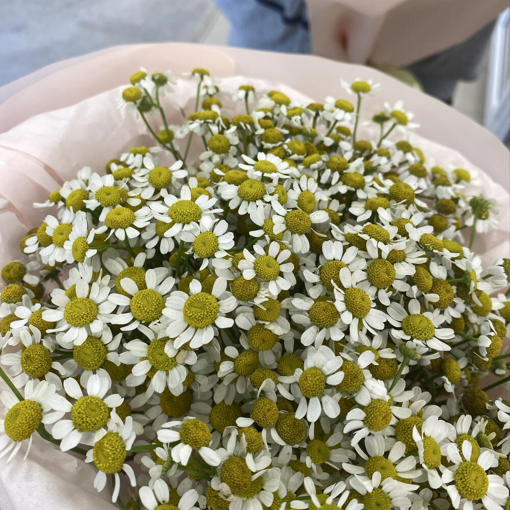 🌼Букет ромашек🌼