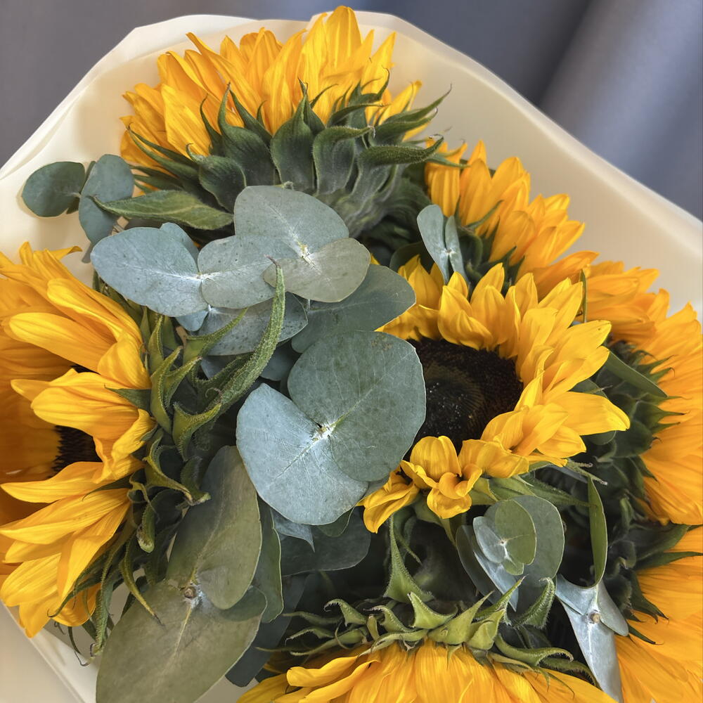 Подсолнухи 🌻