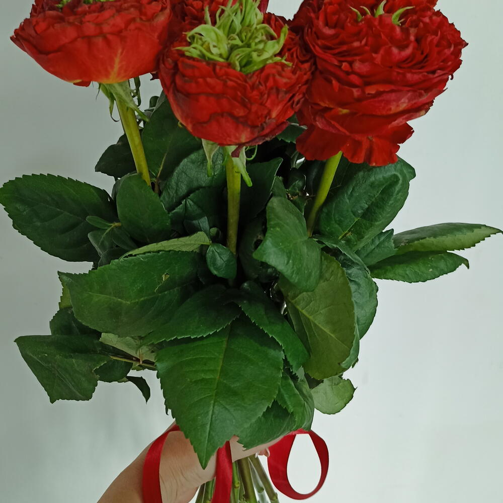 Ред экзотик