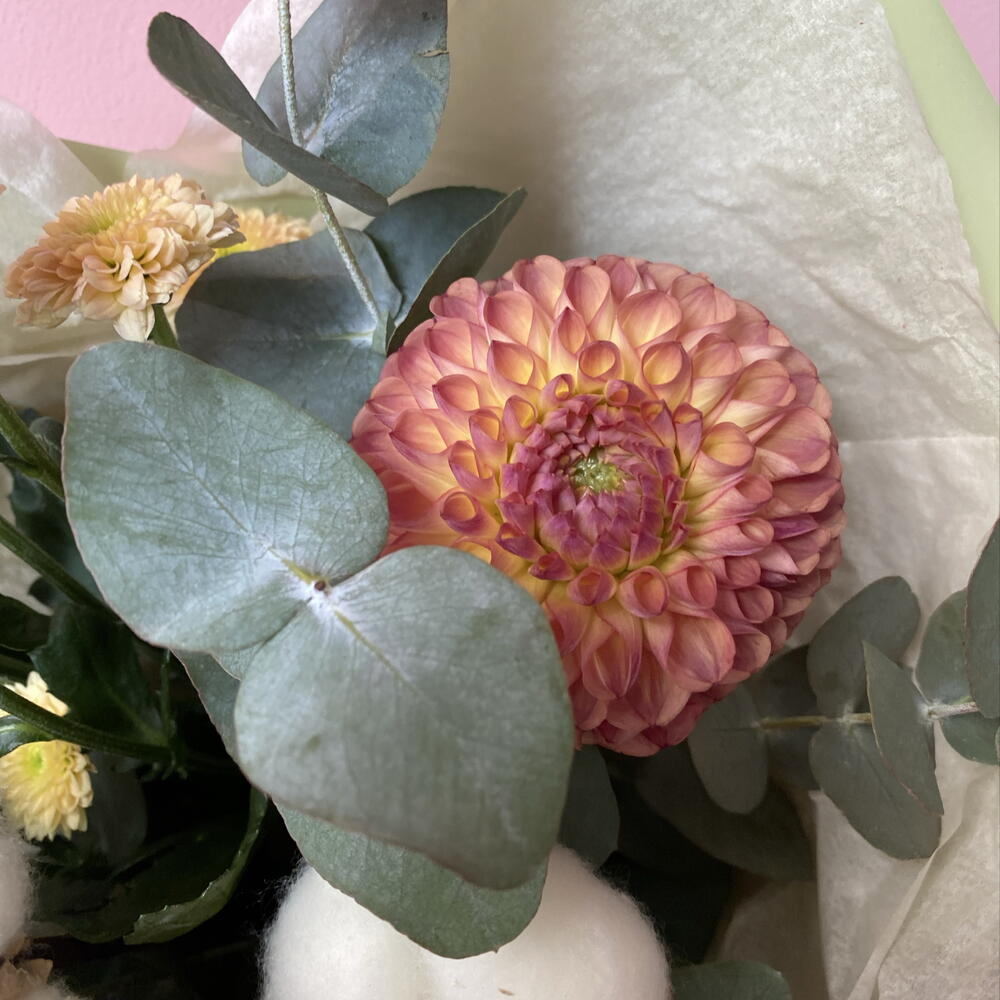 🌿 Букет комплимент с георгином и хлопком
