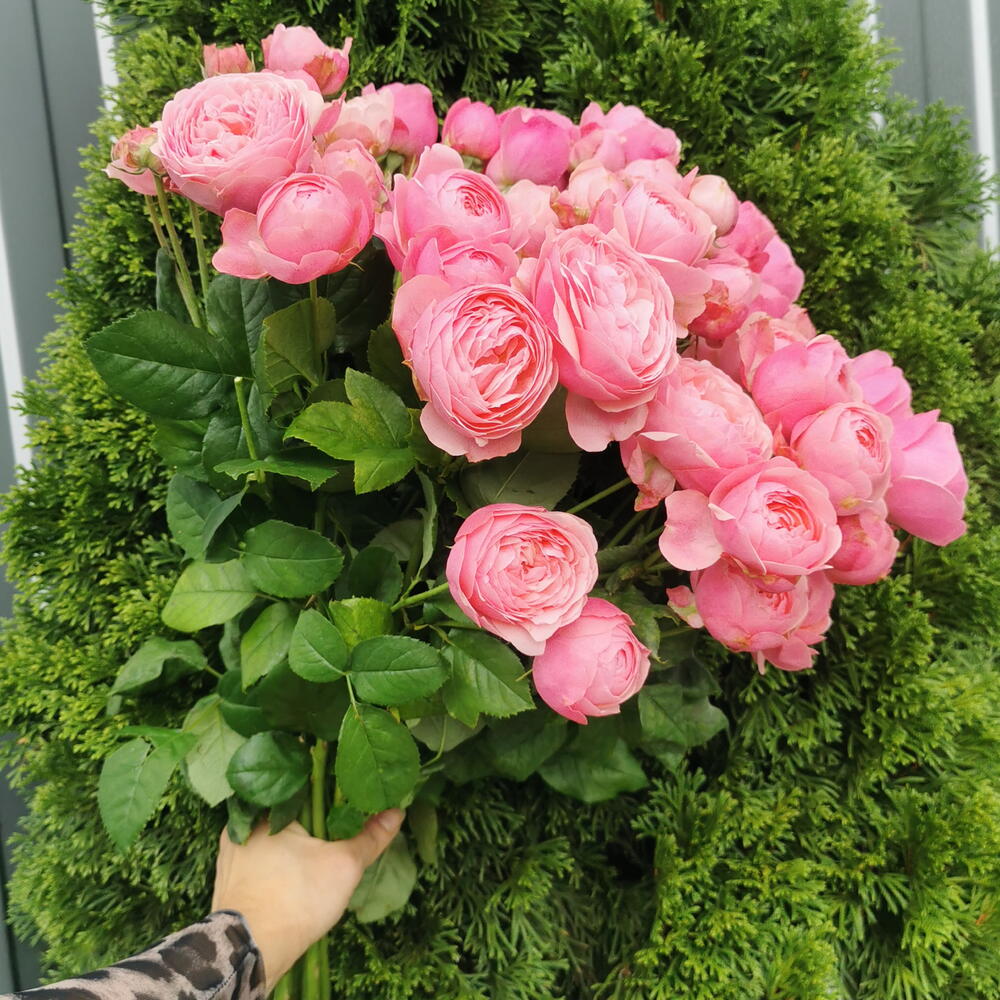 Сильва пинк 🌸
