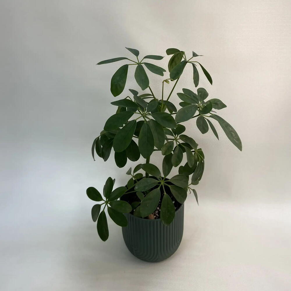 Шефлера древовидная Люсиан / Schefflera arboricola Luseane