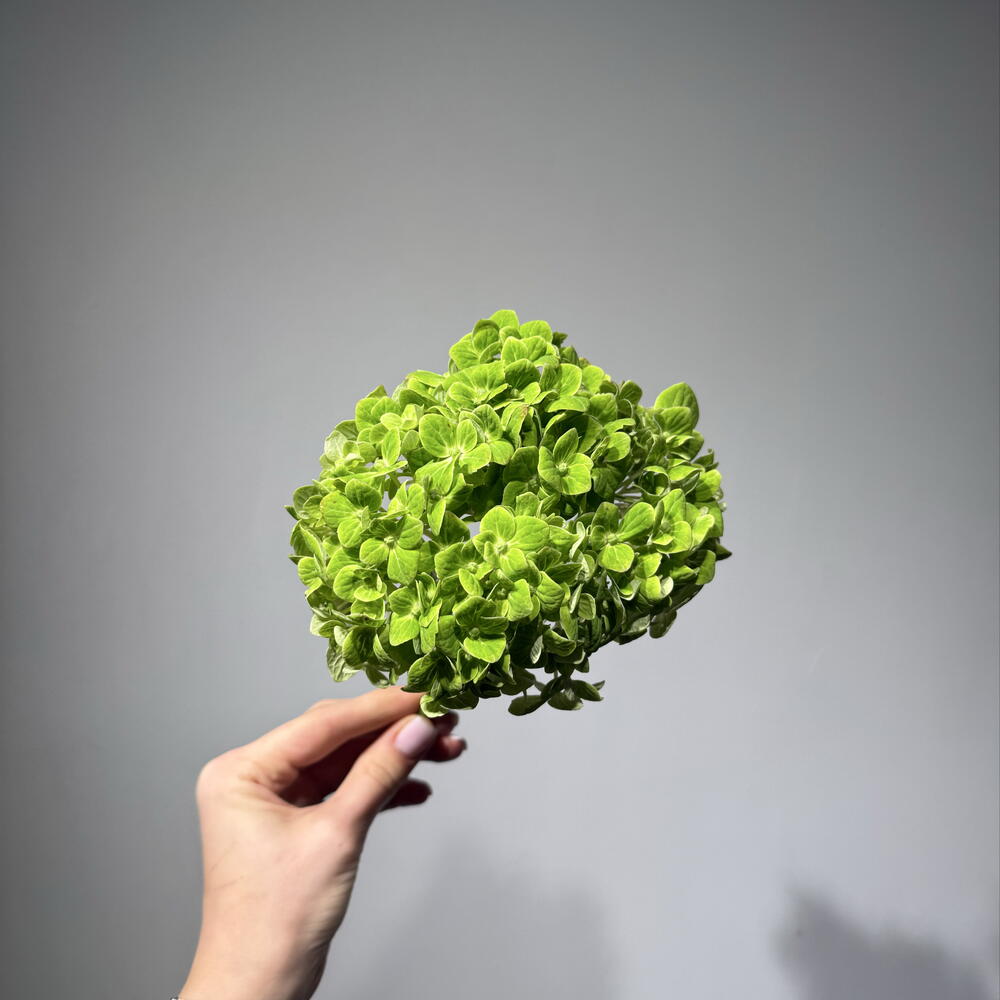 гортензия Green