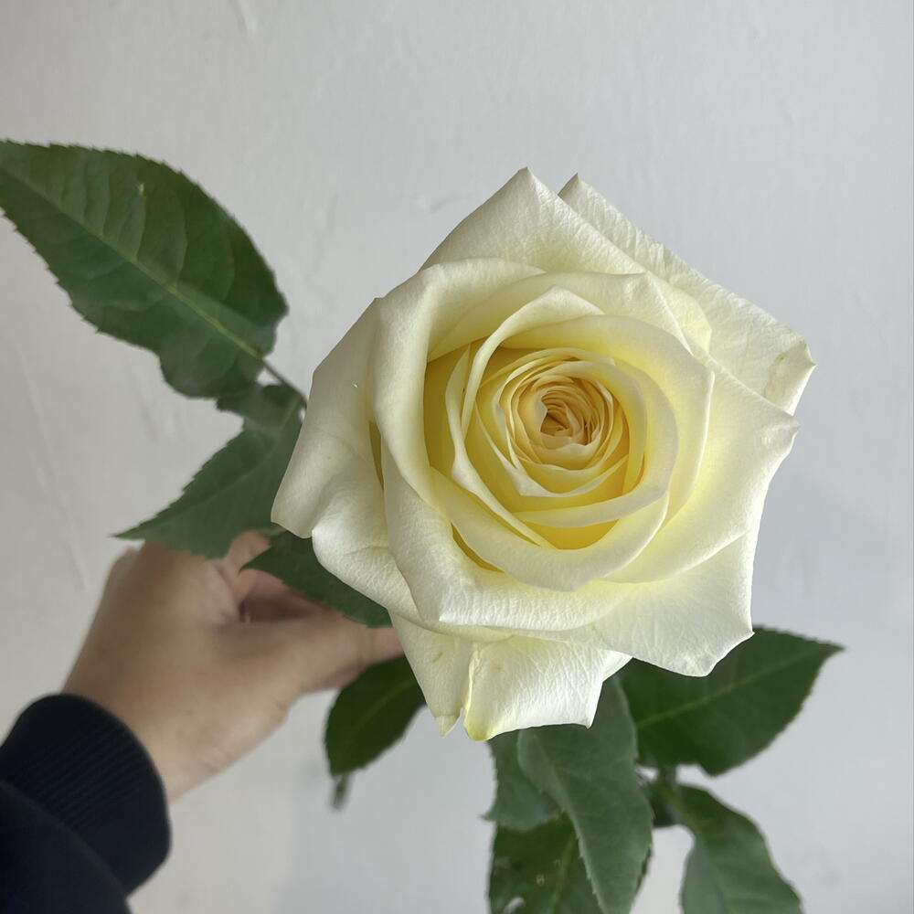Роза Канделайт