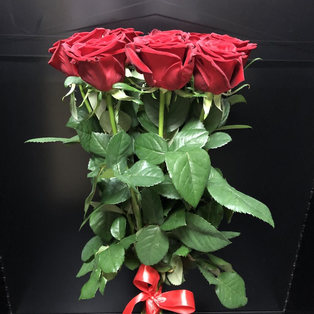 Rosa 60cm