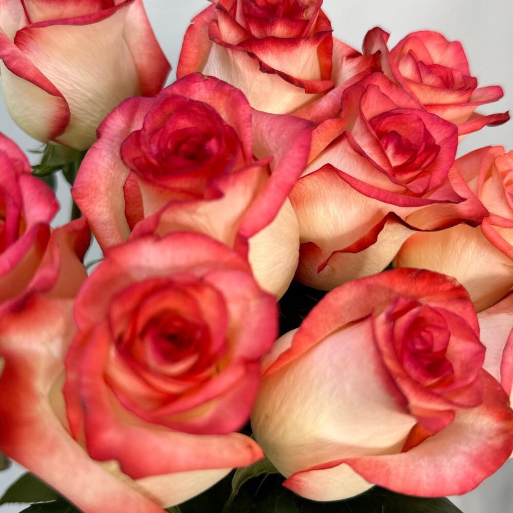 11 rosas