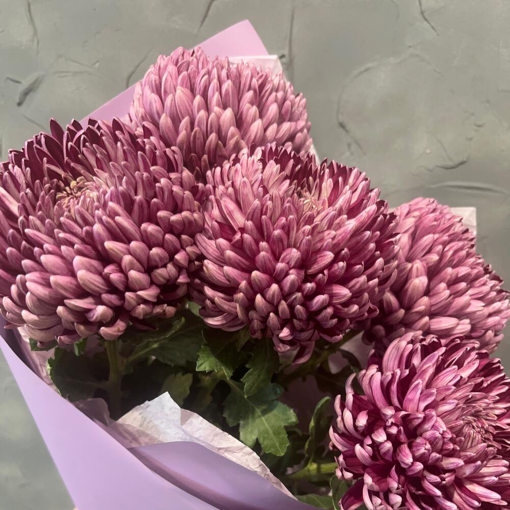Хризантемы сиреневые бигуди