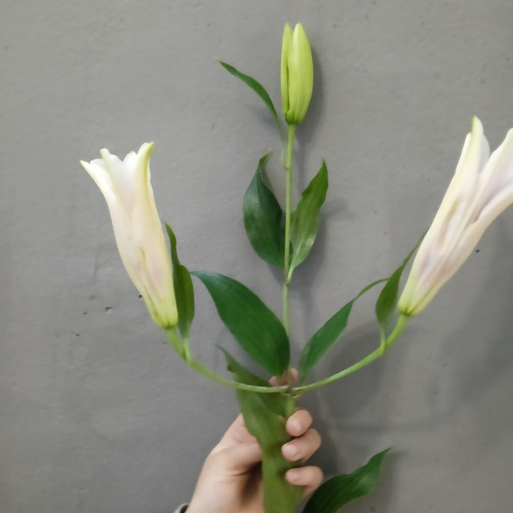 Лилия розовая
