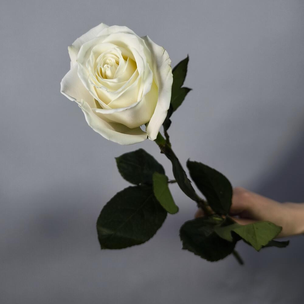 Rosa blanca
