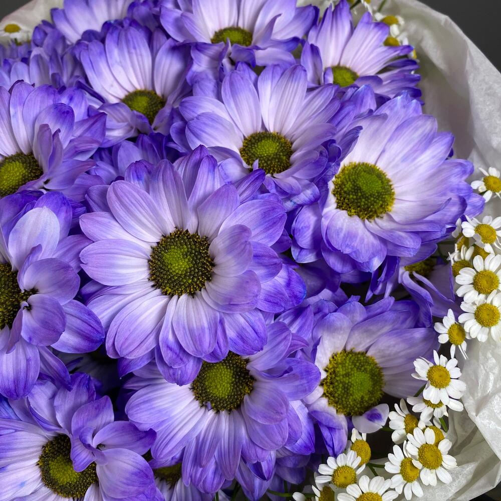 5 фиолетовых ромашек🌸