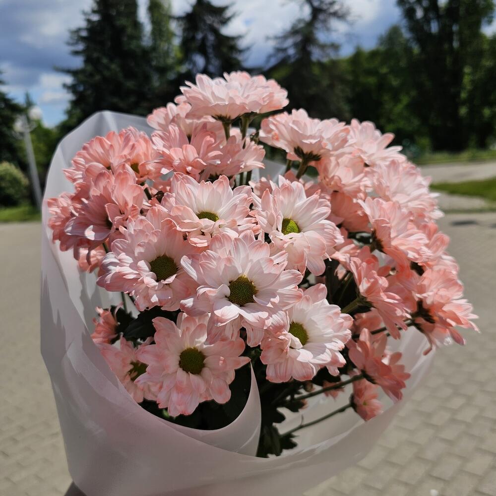 ~51 персиковая ромашка