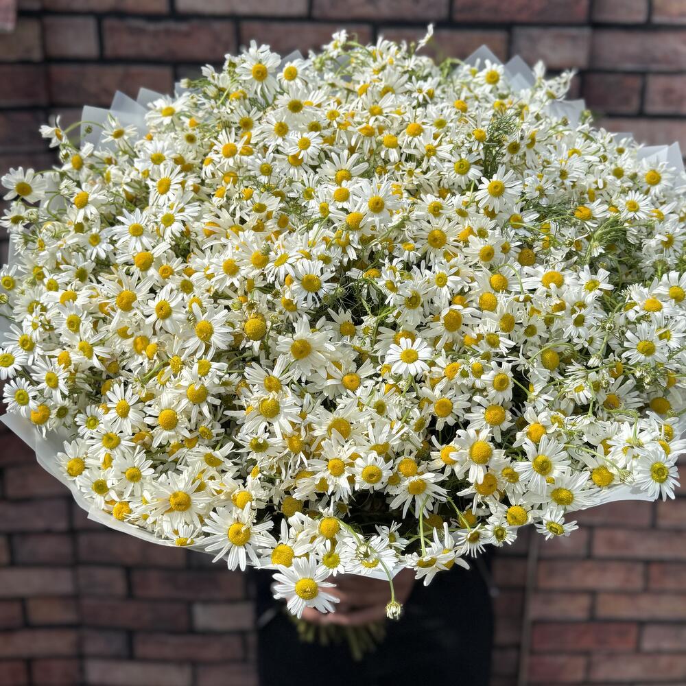 Ромашки