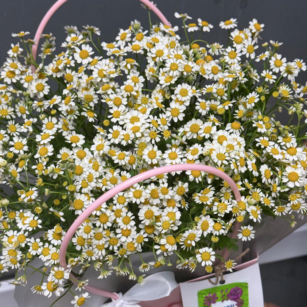 Whisper Petals