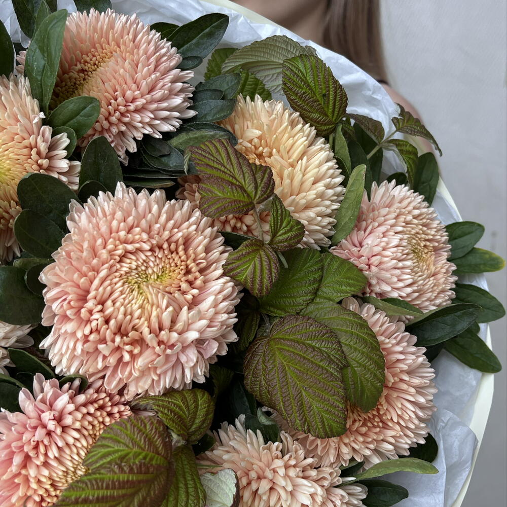 Красивые астры🌸