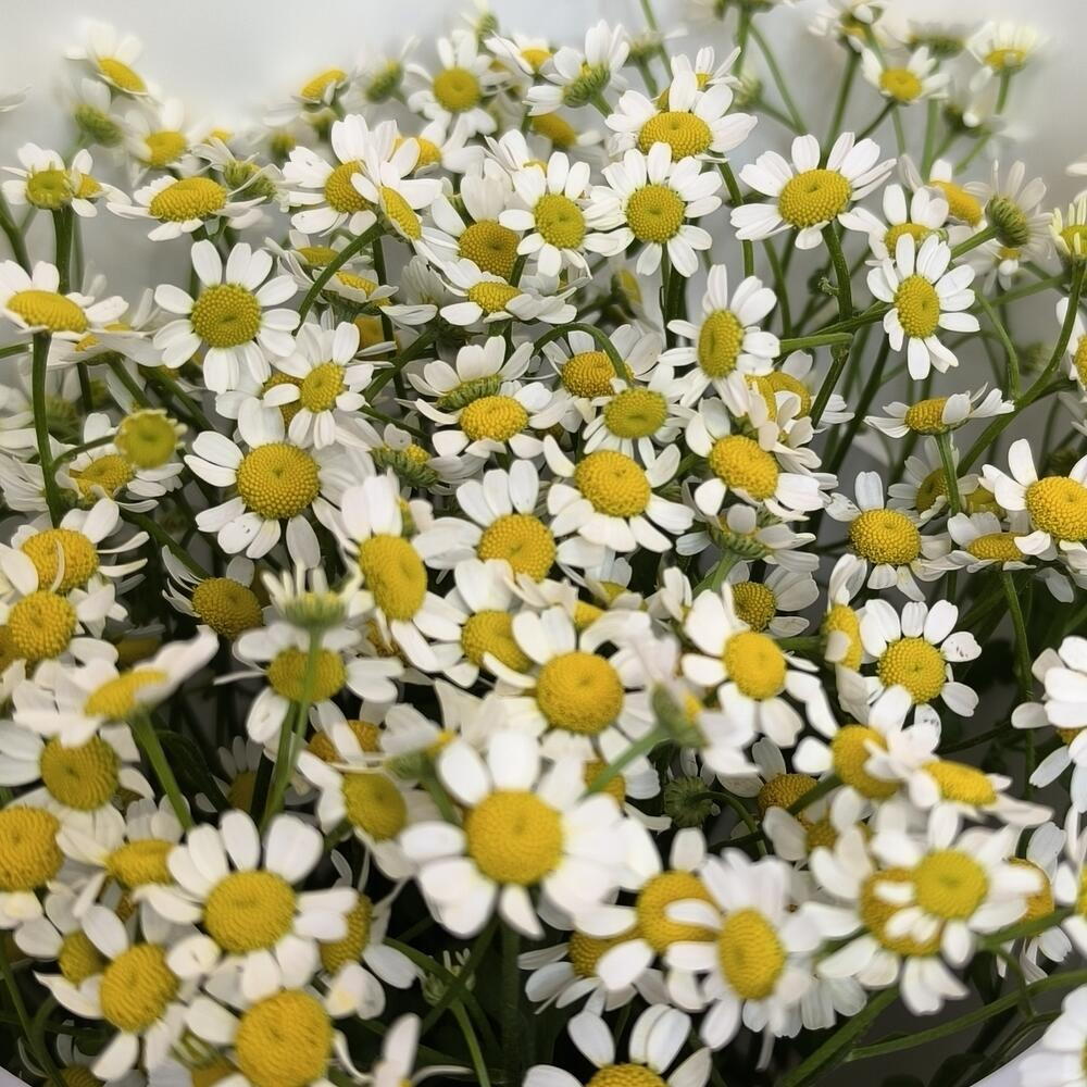 Букет из Ромашки (комплимент)