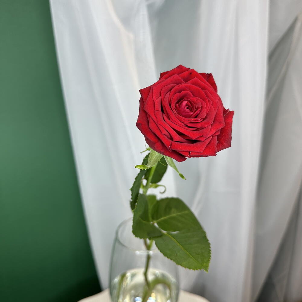Роза 🌹 ♥️♥️🥰♥️