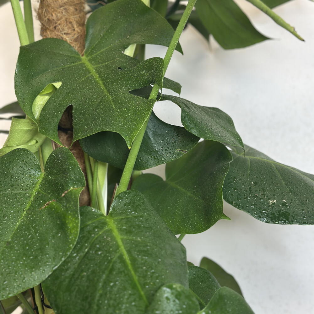 Монстера XL 🌿