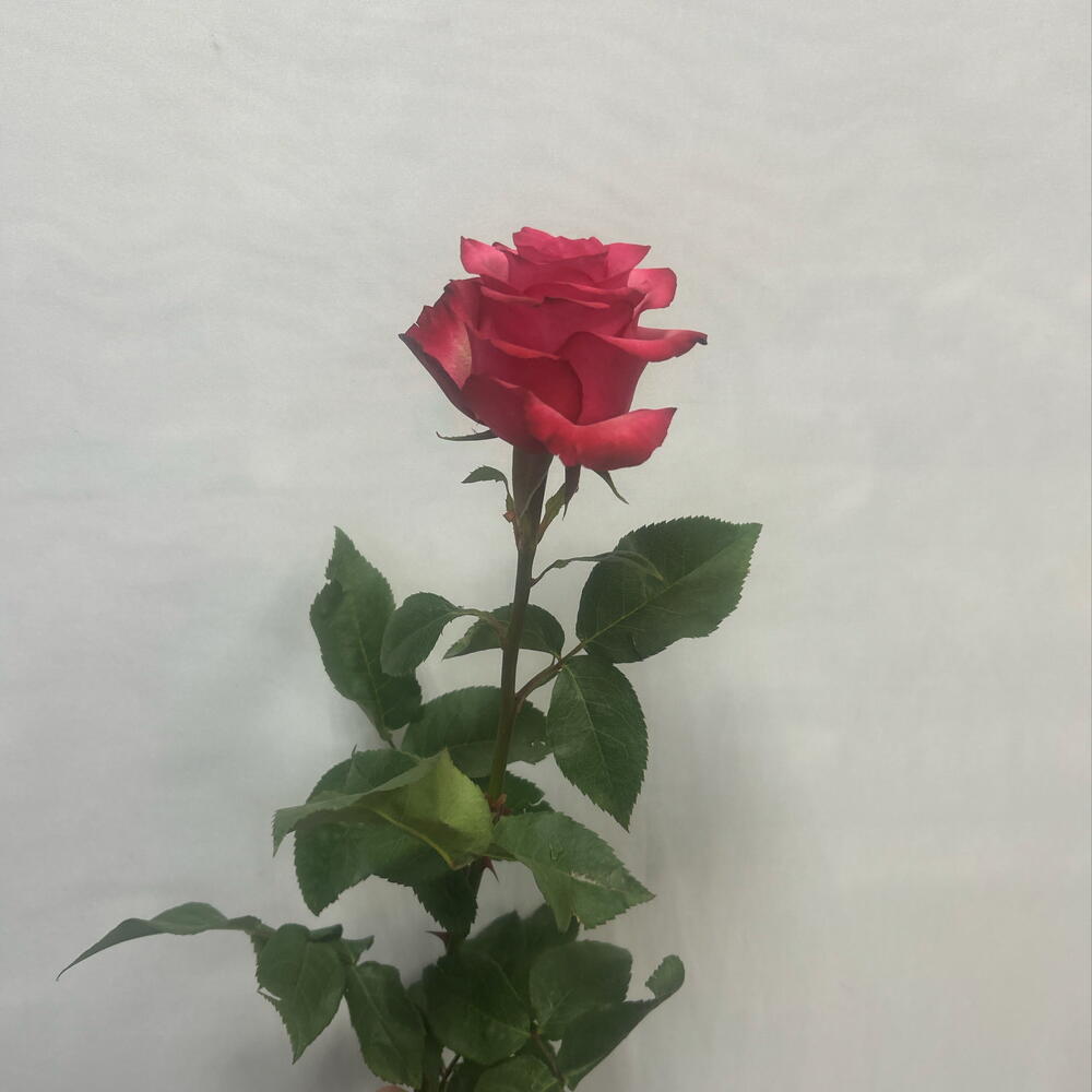 Роза Лола