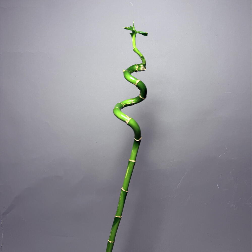 Lucky Bamboo