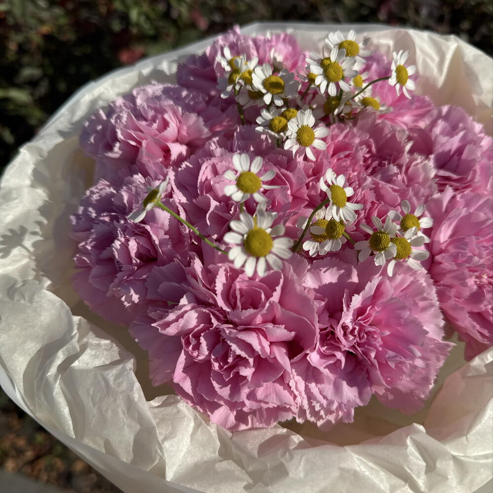 Яркий милый букет 💐 диантус и ромашка
