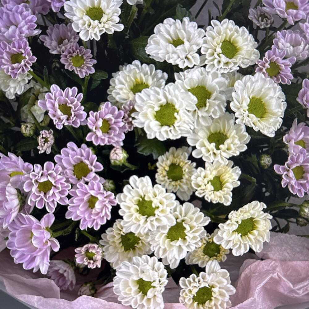 Дуо букет из белых и розовых сантини (49-0508)