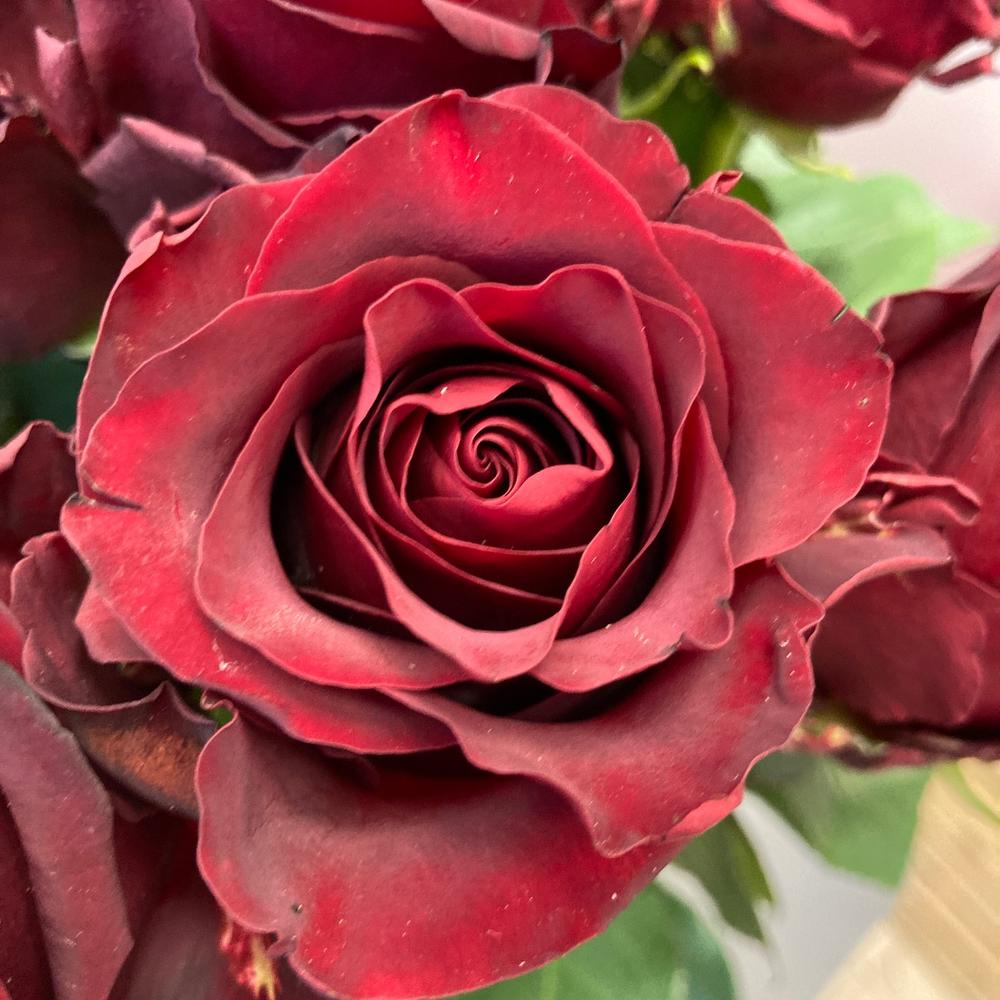 17 rosas rojas