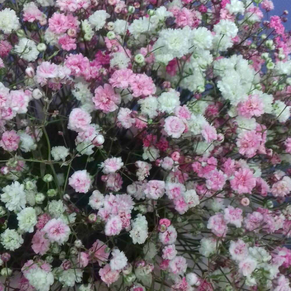 Сангрия