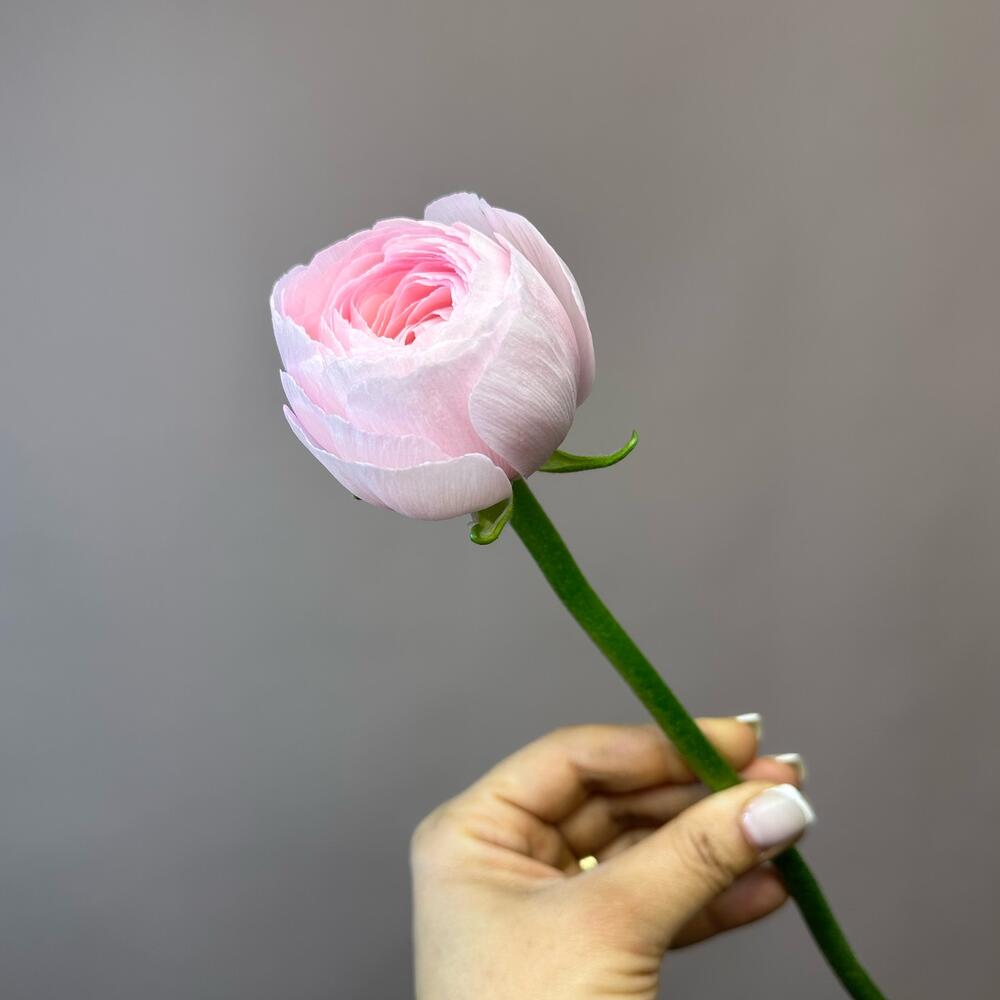 Ranunculus Italy
