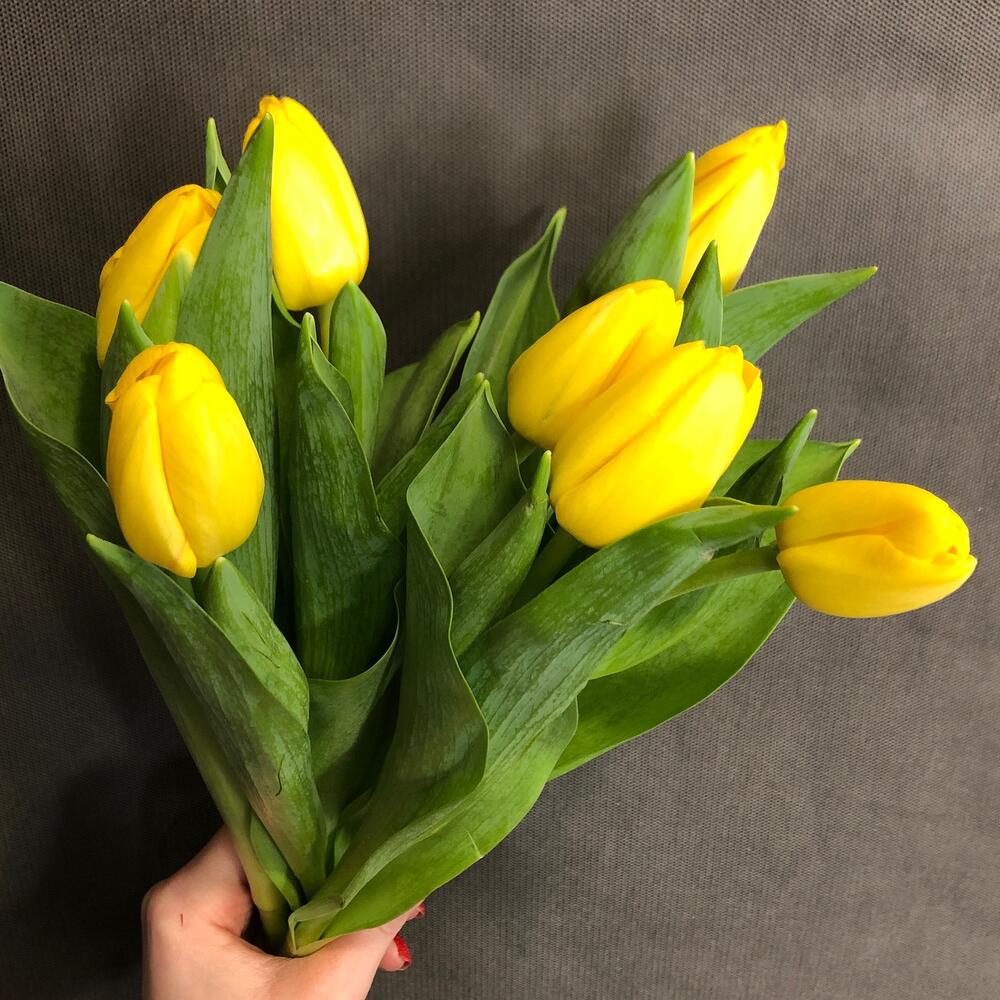 Тюльпан 💛