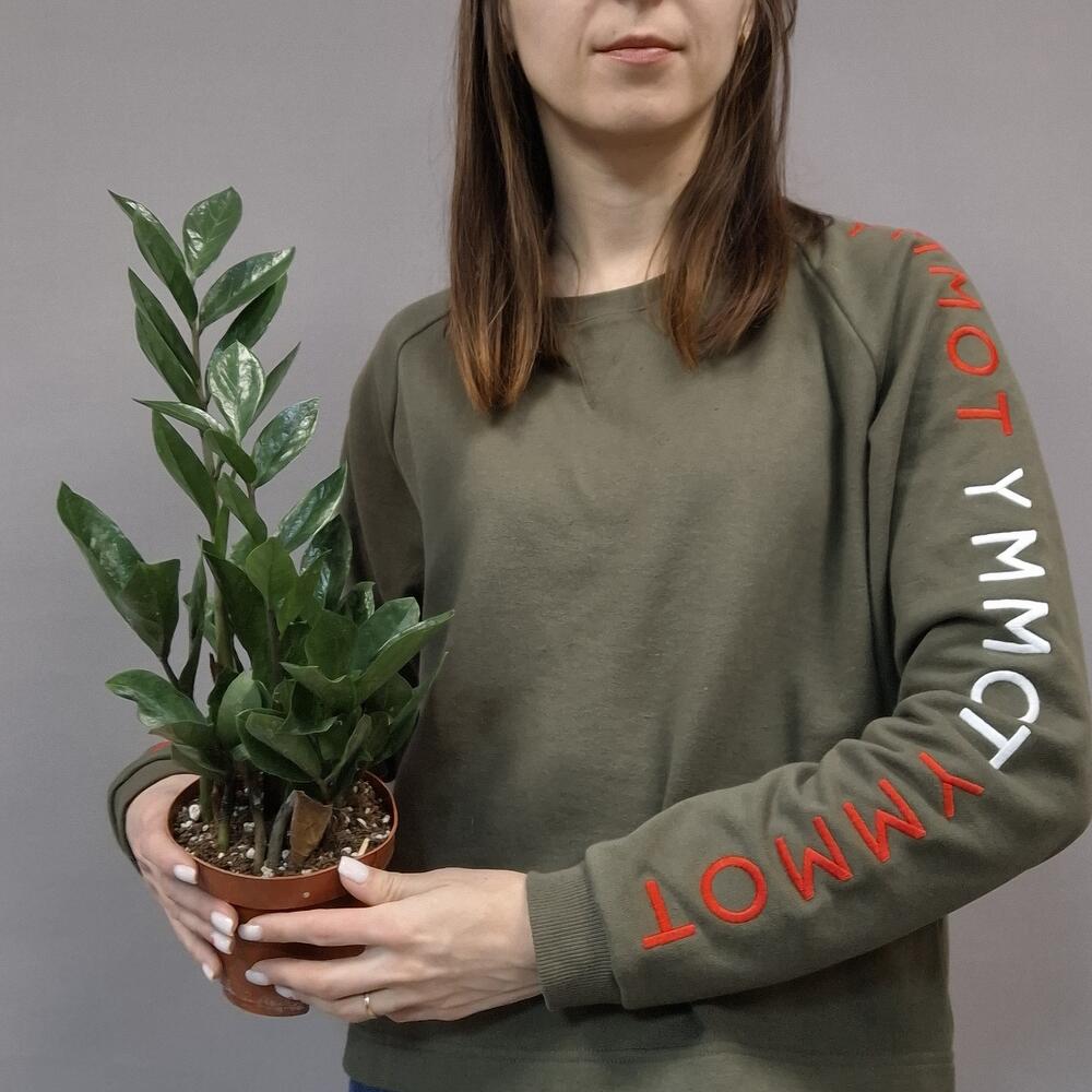 Замиокулькас