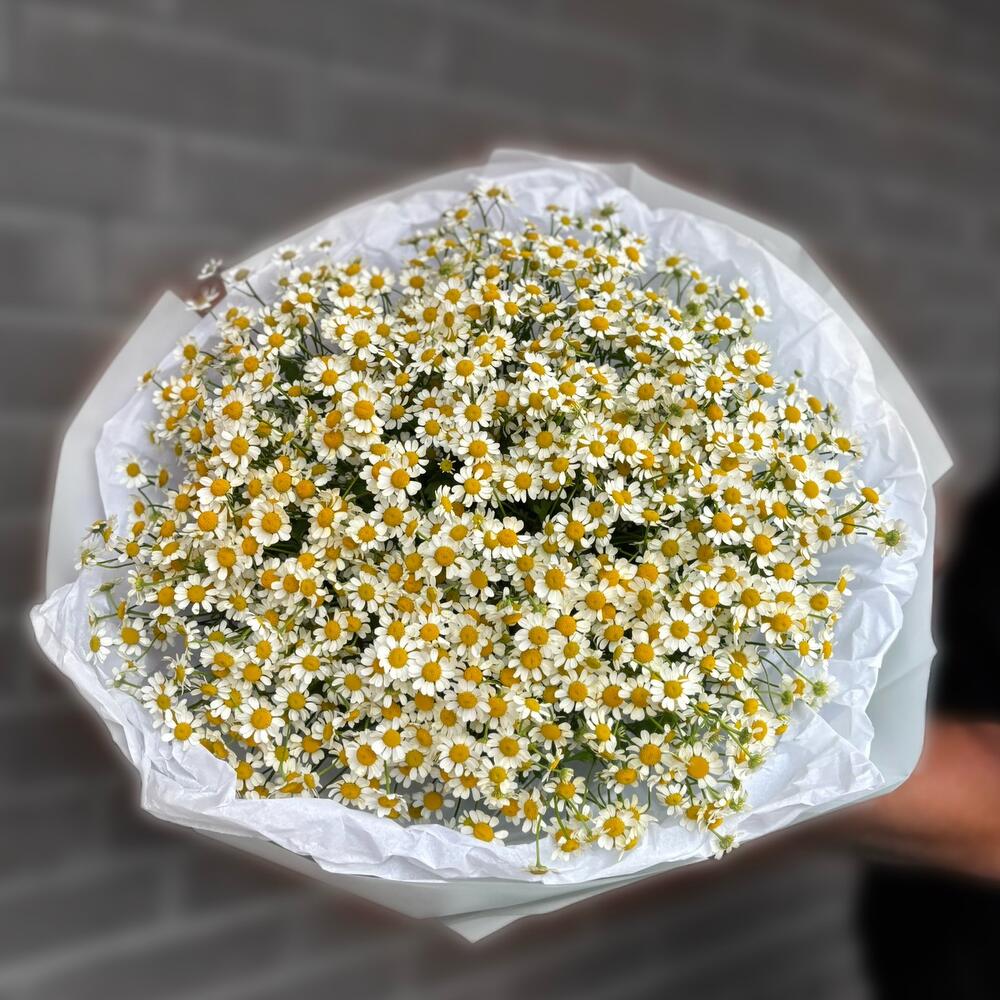 Ромашки моно букет