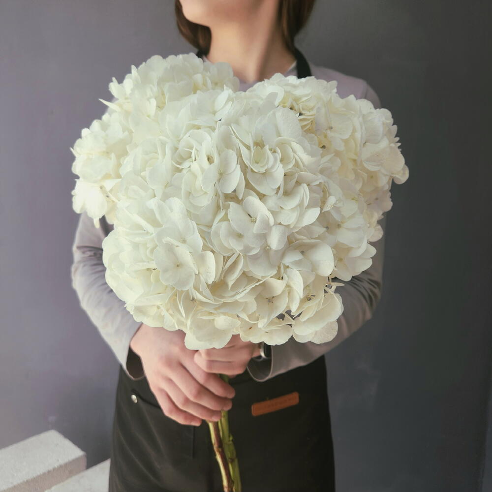 Гортензия