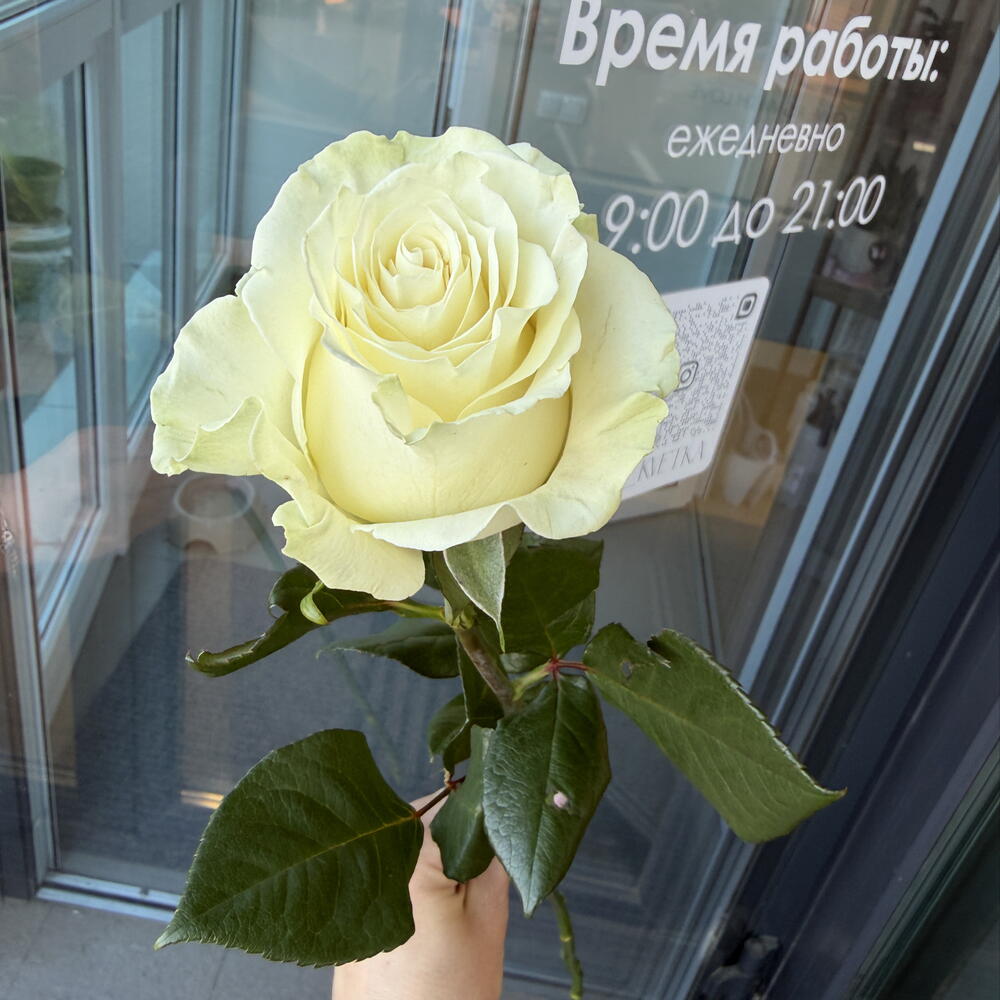 Белая роза Мондиаль