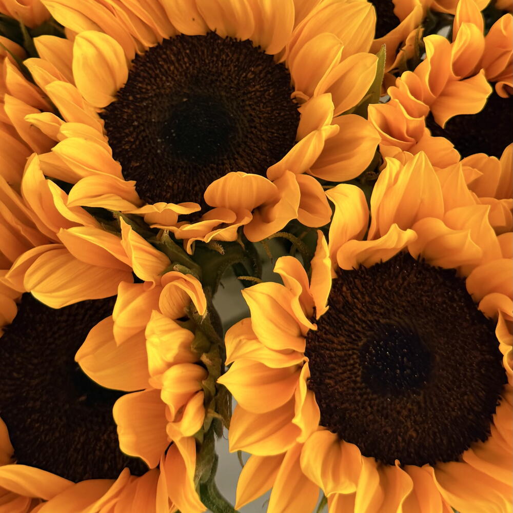 Подсолнухи 🌻