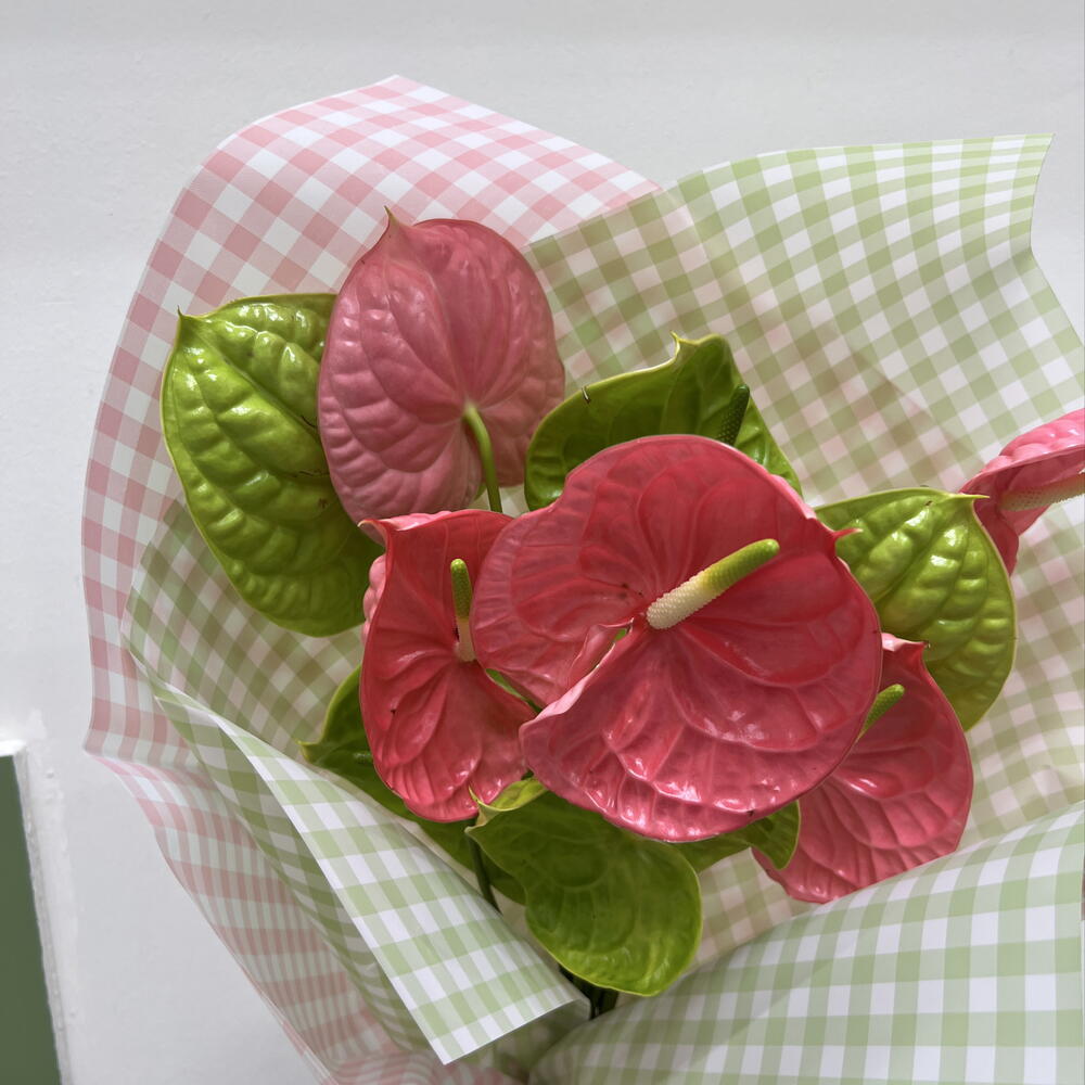 Anthuriums 💚