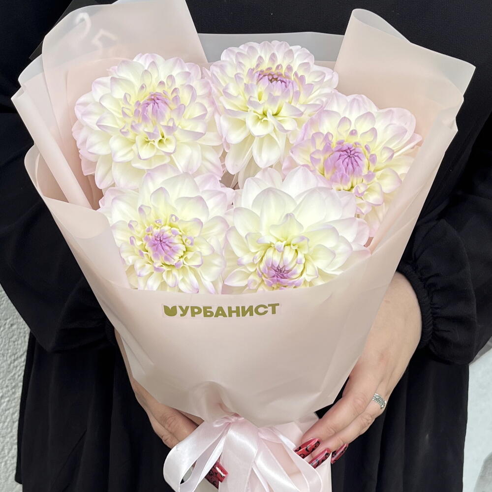 Букет из 5 георгин «Градиент»