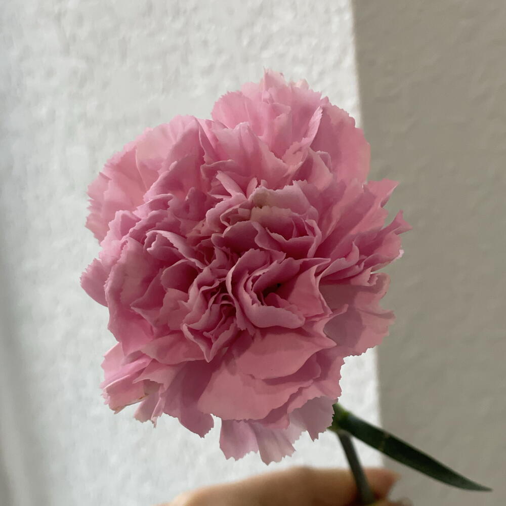 розовый диантус🌸