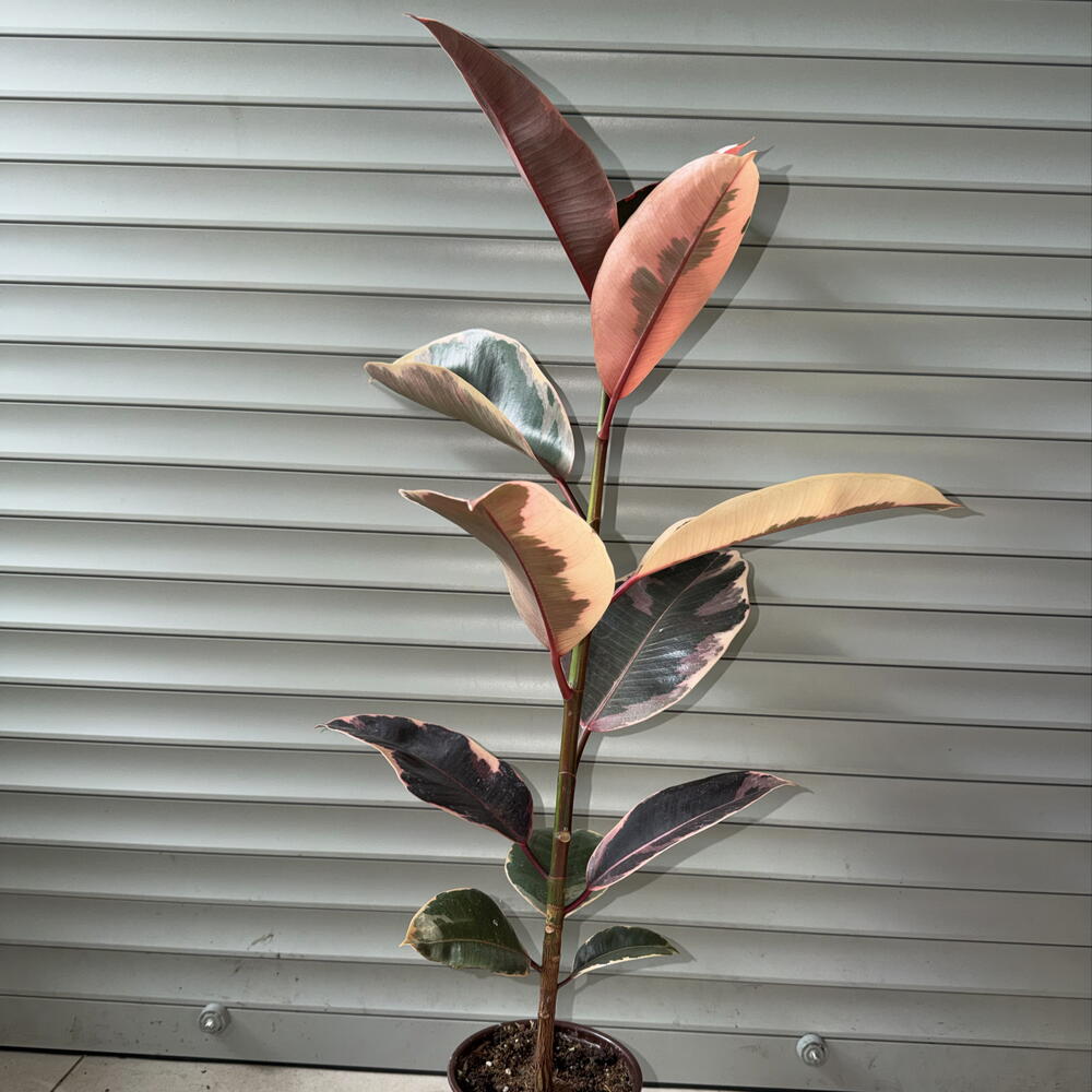 🌿 Фикус эластика ‘Belize / Ruby