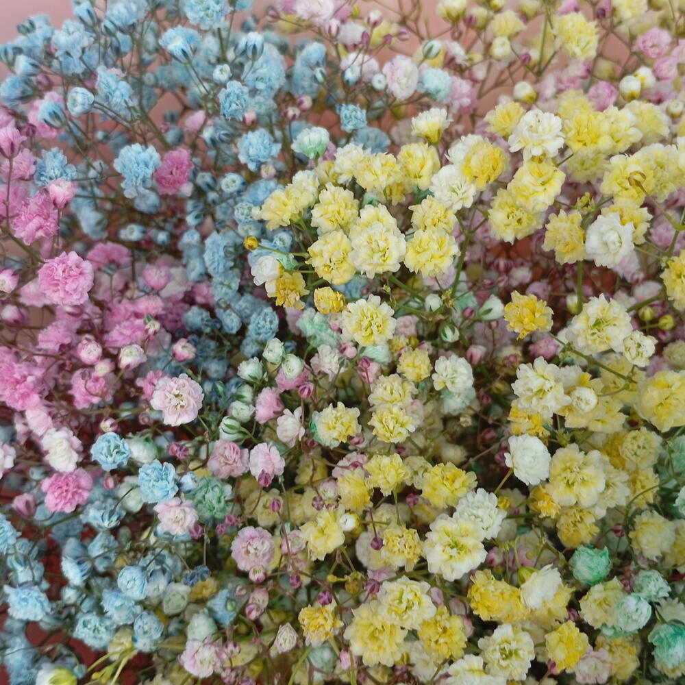 Радужная гипсофила 💜🩷🩵💛💚