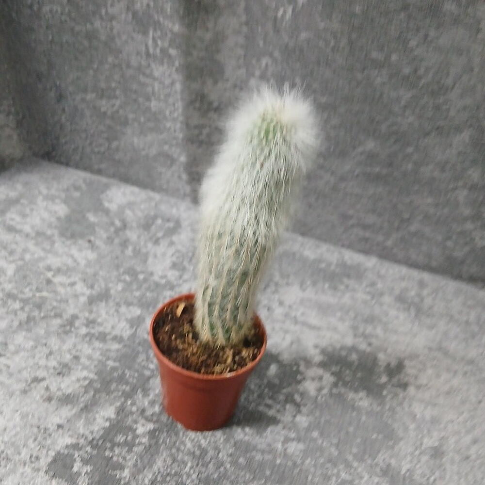 Кактус