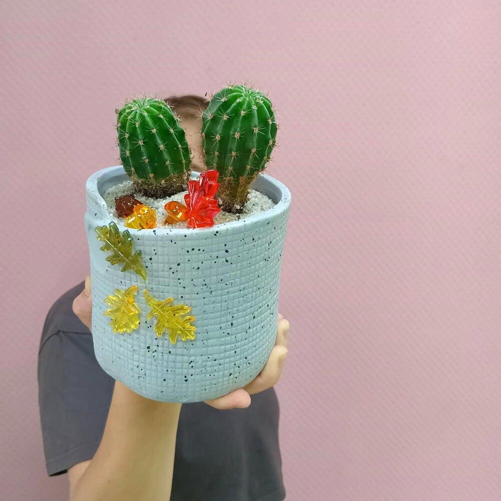 Кактус микс