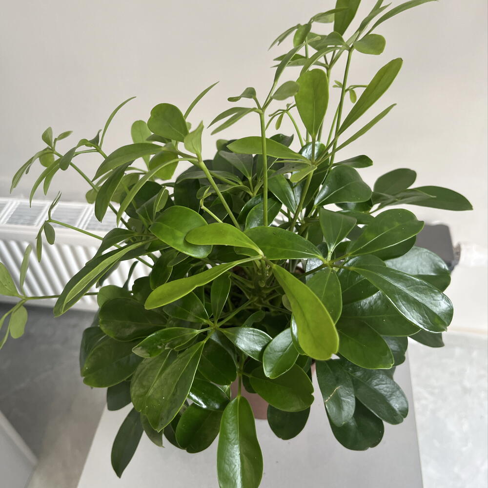 Шеффлера 💚