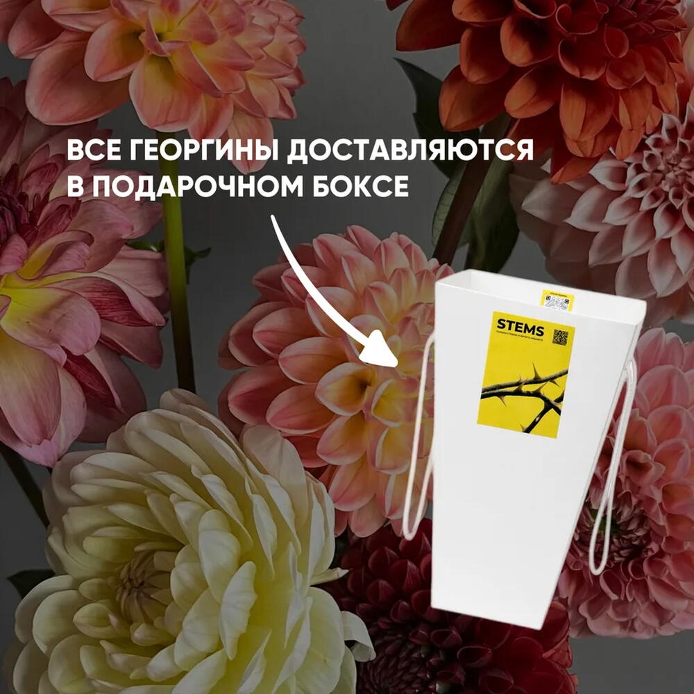 Георгин бордо