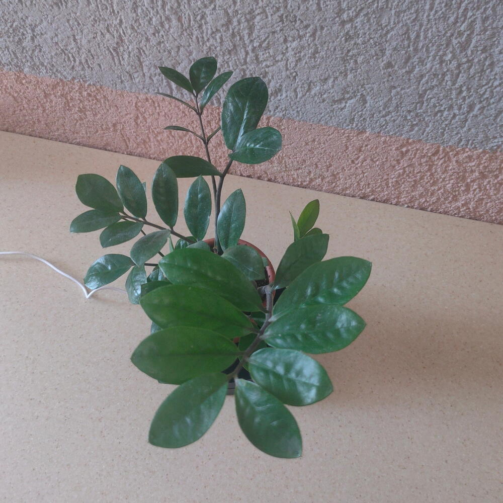 Замиоккулькас
