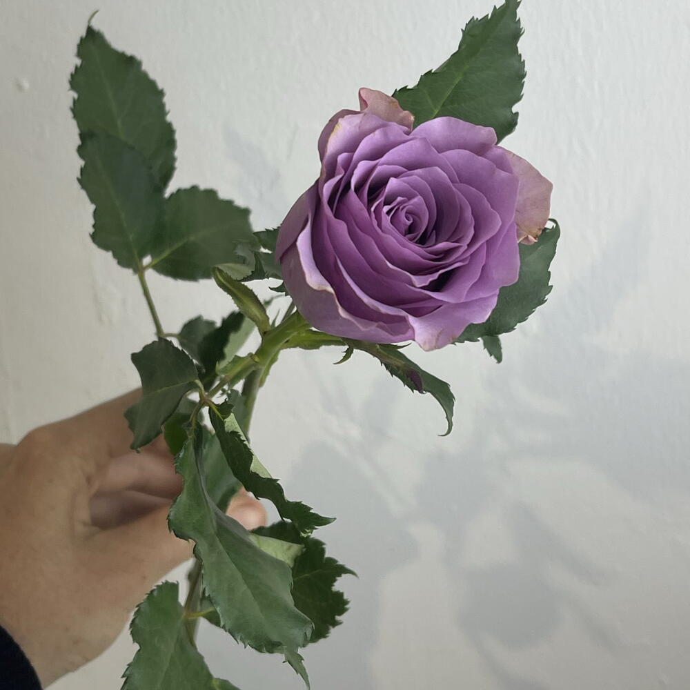Розы фиолетовые 💜